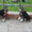 Цвергшнауцер, щенки (окрас черный с серебром) - Изображение #2, Объявление #5941