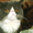 персидские  котята - Изображение #4, Объявление #32922
