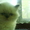 персидские  котята - Изображение #3, Объявление #32922