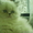 персидские  котята - Изображение #1, Объявление #32922