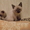 сиамские котятки))) - Изображение #3, Объявление #124905