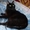Благородный кот в добрые руки - Изображение #1, Объявление #302368