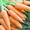 продам морковь оптом в липецке #384216