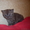 продаю шотландского котенка редкого окраса #483835