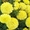 цветущая рассада однолетних цветов - Изображение #3, Объявление #528630
