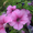 цветущая рассада однолетних цветов - Изображение #1, Объявление #528630