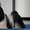  Продаются очаровательные щенки ши-тцу - Изображение #1, Объявление #673438