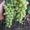 Саженцы сортового винограда - Изображение #4, Объявление #871862