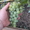 Саженцы сортового винограда - Изображение #8, Объявление #871862