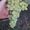 Саженцы сортового винограда - Изображение #10, Объявление #871862