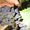 Саженцы сортового винограда - Изображение #3, Объявление #871862