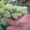Саженцы сортового винограда #871862