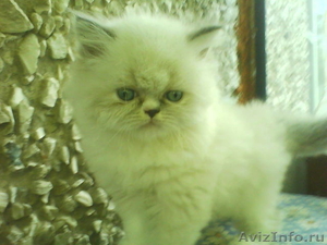 персидские  котята - Изображение #2, Объявление #32922