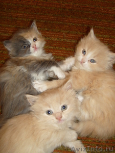 Полуперсидские котята - Изображение #1, Объявление #80288