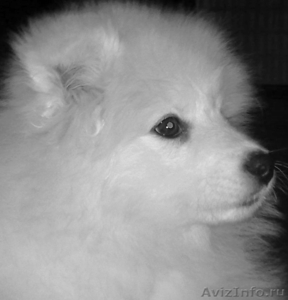 Щенки Самоеда(Самоедской собаки) - Изображение #1, Объявление #230911