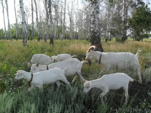 Чистопородные зааненские козлята из хозяйства "Донское" - Изображение #1, Объявление #318790