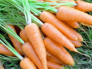 продам морковь оптом в липецке - Изображение #1, Объявление #384216