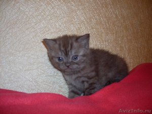 продаю шотландского котенка редкого окраса - Изображение #1, Объявление #483835