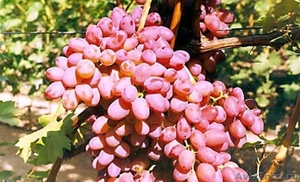Продам саженцы винограда - Изображение #1, Объявление #562331