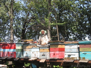 Продам мед 150 рублей за 1 кг - Изображение #1, Объявление #566327