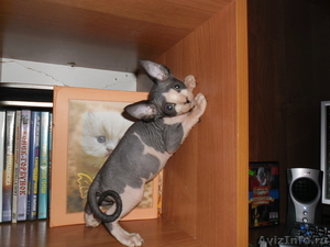 Подрощенный котенок Канадский сфинс (лысый) - Изображение #1, Объявление #630535