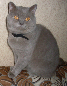 Британский кот для вязки - Изображение #1, Объявление #612291