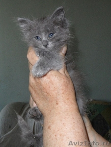 Необыкновенно милые котята в добрые руки! - Изображение #5, Объявление #688523