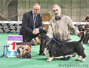 Бассет хаунда щенки в Липецке с доставкой по регионам - Изображение #1, Объявление #725613