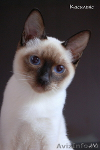 Продаются тайские котята от титулованных родителей - Изображение #1, Объявление #796525