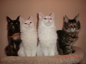Котята Гиганты породы Мейн Кун,Вязка - Изображение #1, Объявление #793302