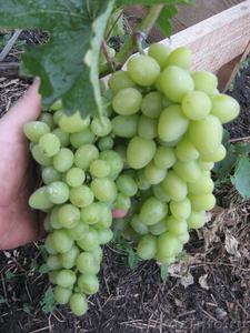 Саженцы сортового винограда - Изображение #4, Объявление #871862