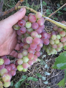 Саженцы сортового винограда - Изображение #7, Объявление #871862