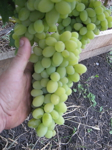 Саженцы сортового винограда - Изображение #6, Объявление #871862