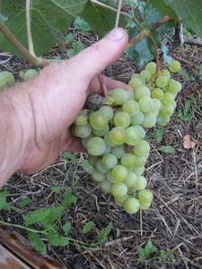 Саженцы сортового винограда - Изображение #2, Объявление #871862