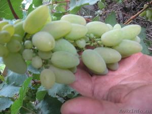 Саженцы сортового винограда - Изображение #1, Объявление #871862