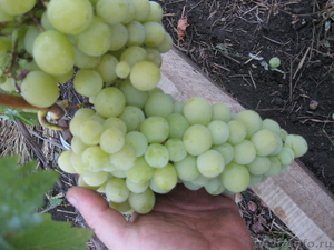 Саженцы сортового винограда - Изображение #9, Объявление #871862